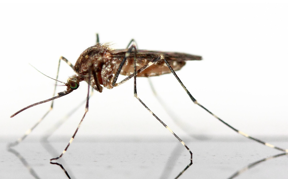 Horse euthanized after rare equine virus discovered in county post image