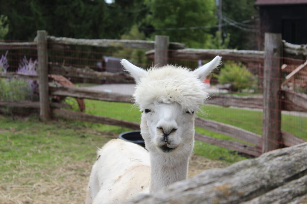 Organizers expect ‘one of largest’ Rural Romps to date post image