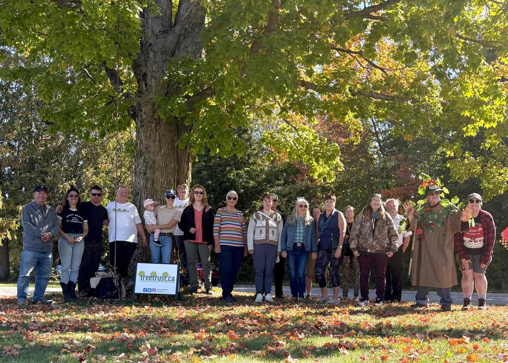 Mount Forest maple picked as Tree of the Year post image