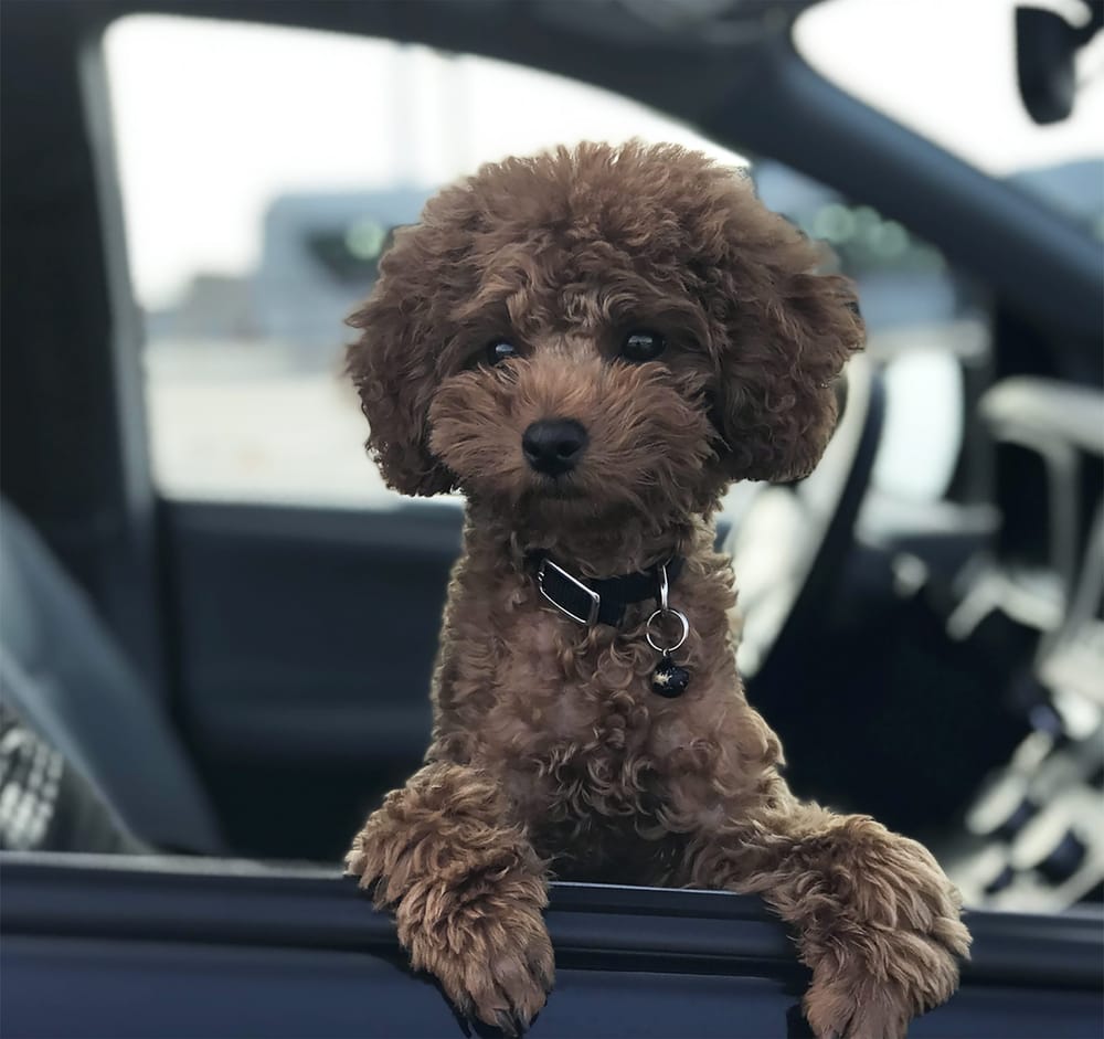 New pet loss, grief resources launched by OVC Pet Trust post image