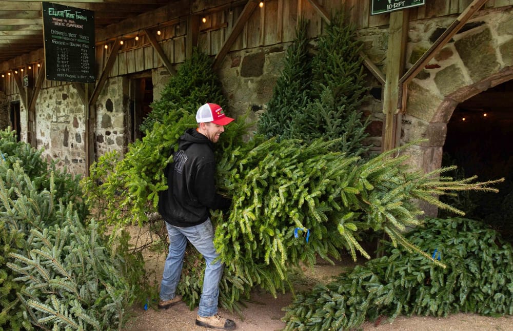 Christmas tradition threatened by weather extremes: tree growers report harsher droughts post image