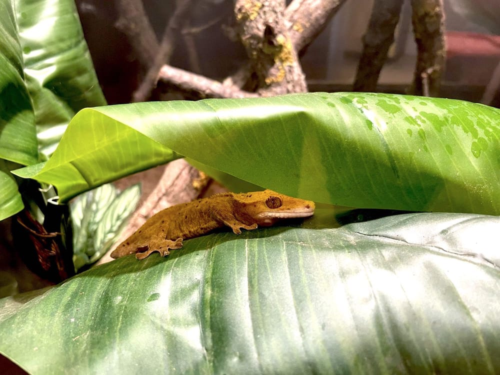 Museum’s Wildlife Rescue exhibit to include live animals post image