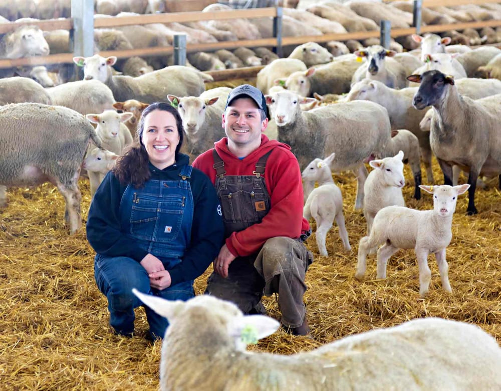 Mapleton sheep farmers recognized with national award post image
