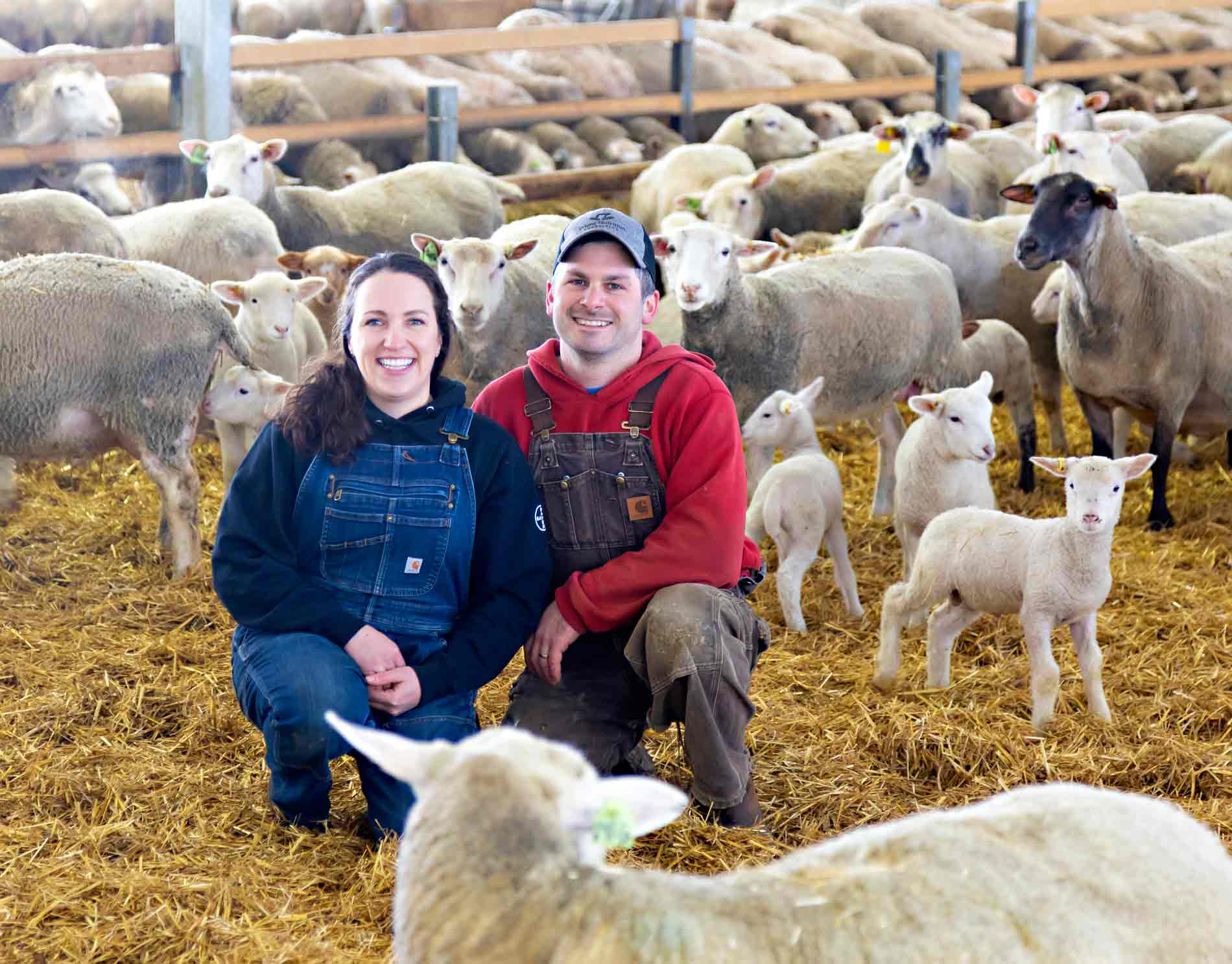 Mapleton sheep farmers recognized with national award post image