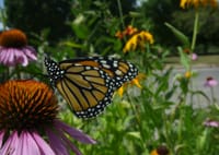 Pollination Guelph symposium explores Indigenous wisdom at April 11 event post image