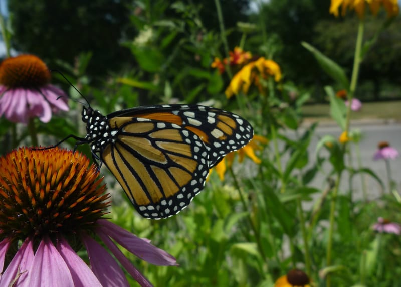 Pollination Guelph symposium explores Indigenous wisdom at April 11 event post image
