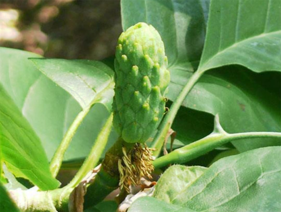Donation brings cucumber trees to Guelph-Eramosa