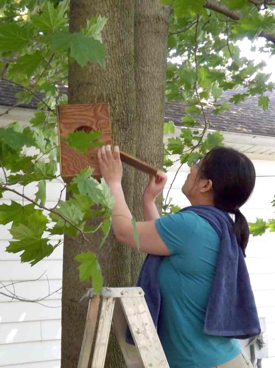 Local residents aid displaced owl family