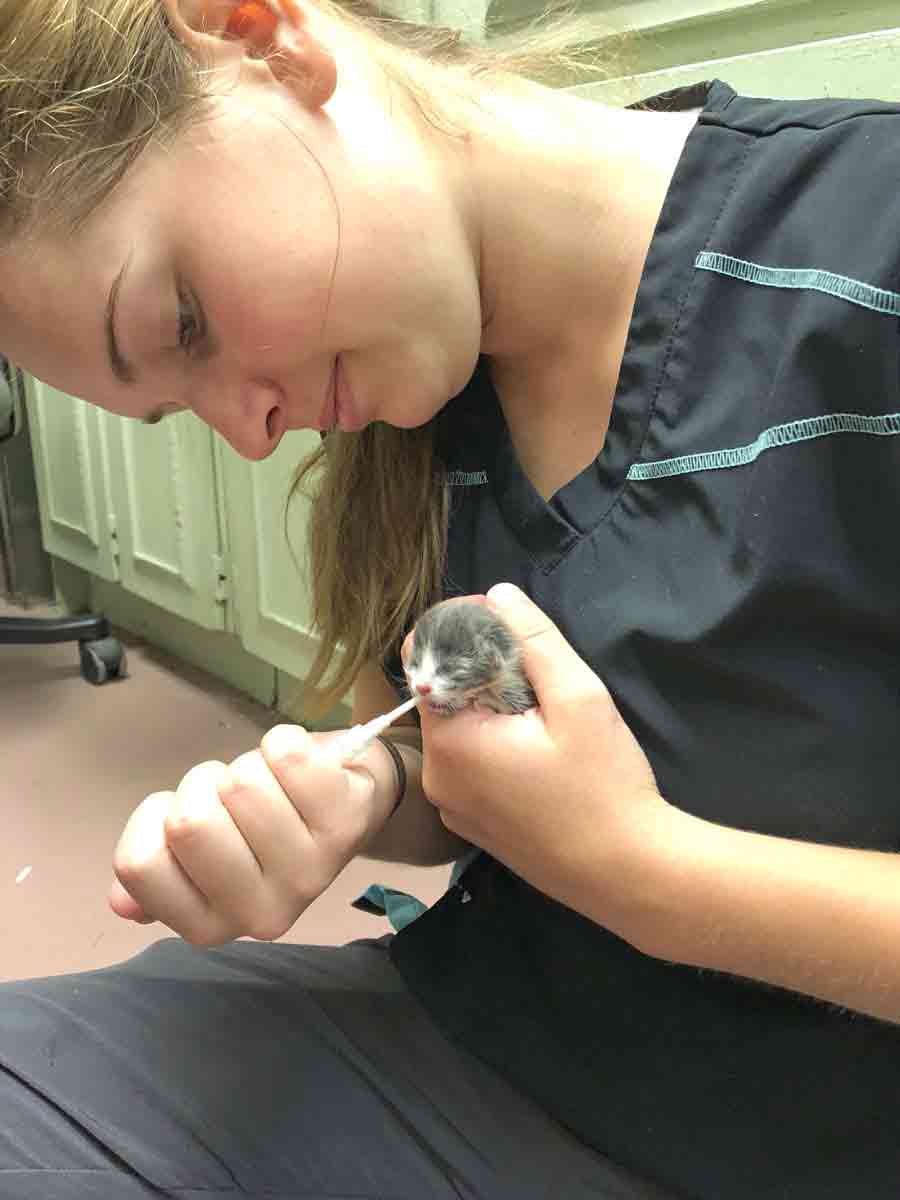 Guelph Humane Society to enforce animal protection  laws until new animal protection act is developed