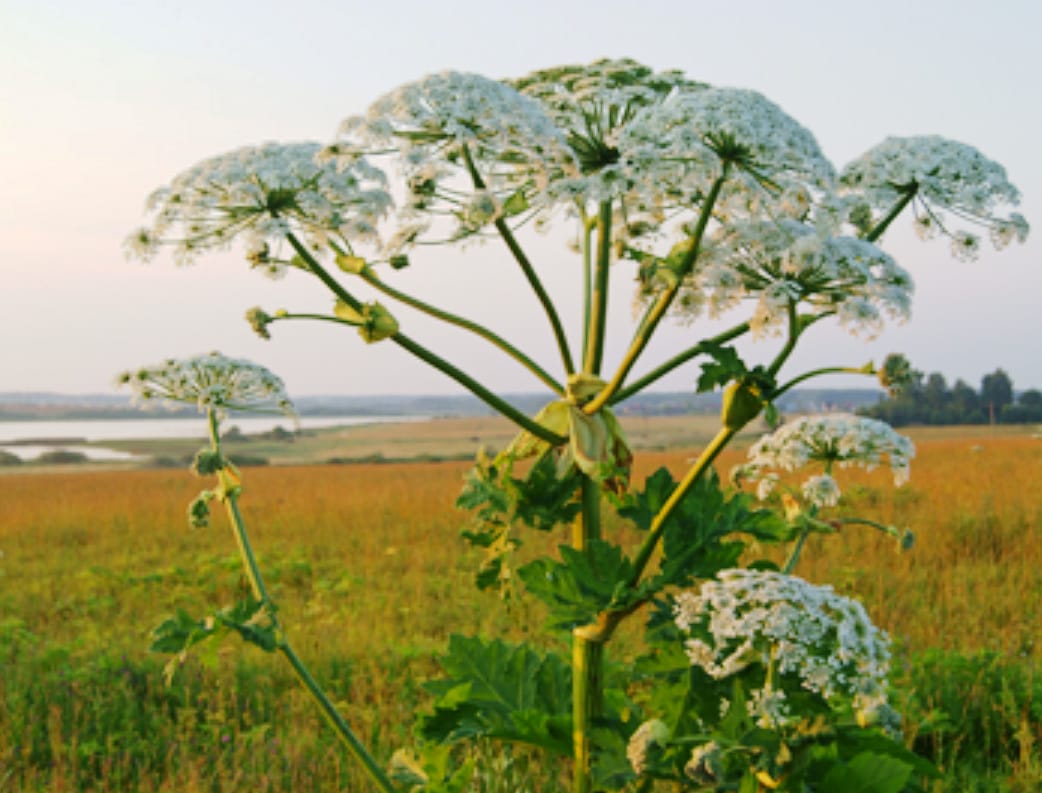 County fights ongoing battle to curb noxious weeds