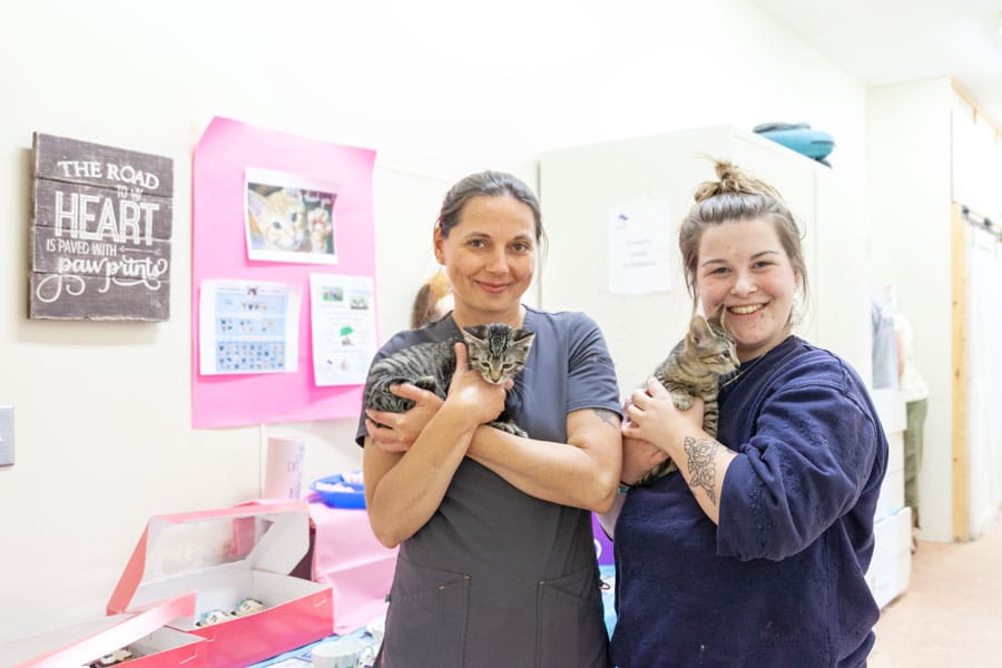 Erin's Upper Credit Humane Society hosts a “kitten shower”