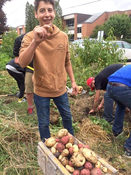 Potato harvest