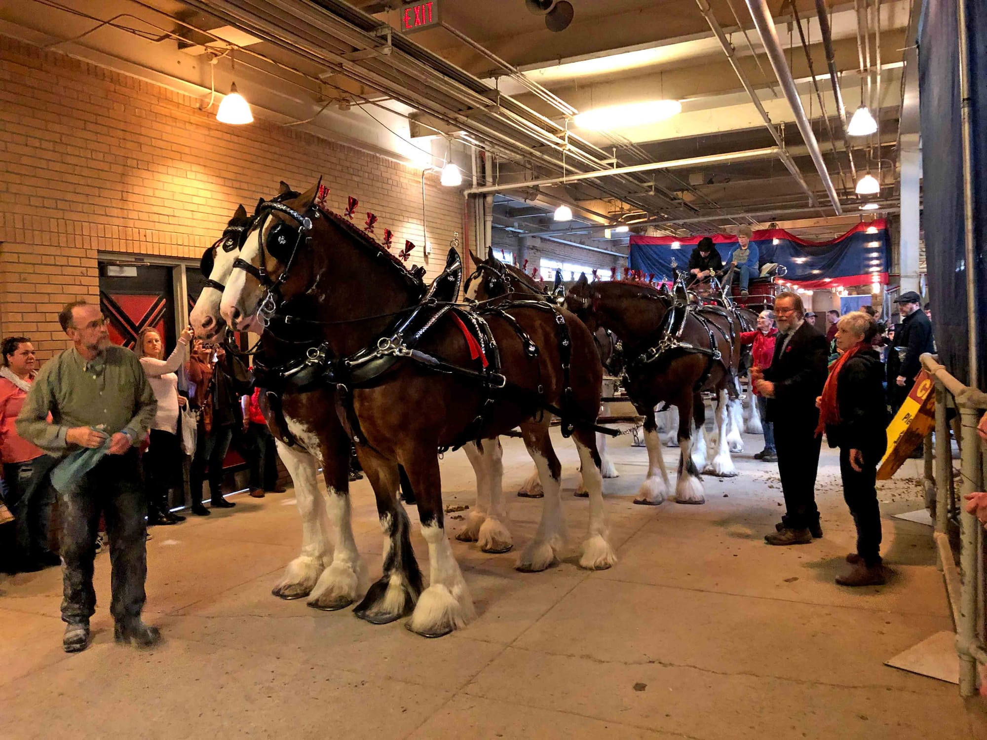McKeown Farms compete at Royal Winter Fair