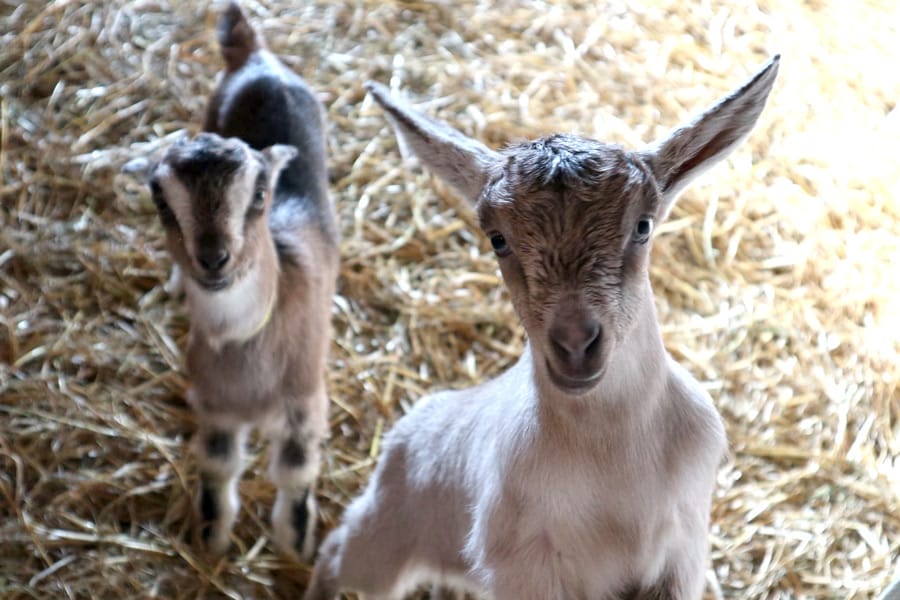 Spring time arrives on local farms