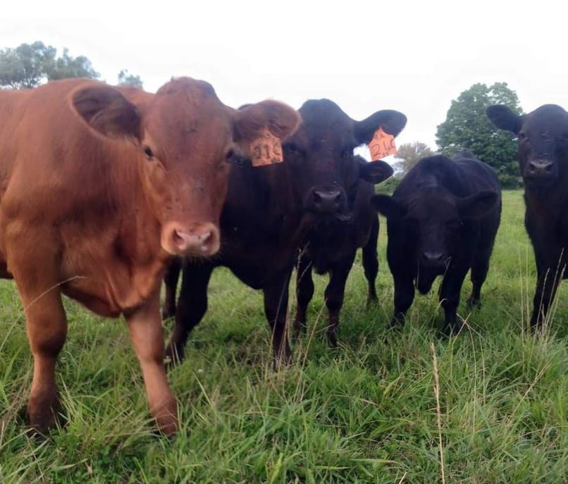 Help on the way for farmers experiencing processing delays: Chong