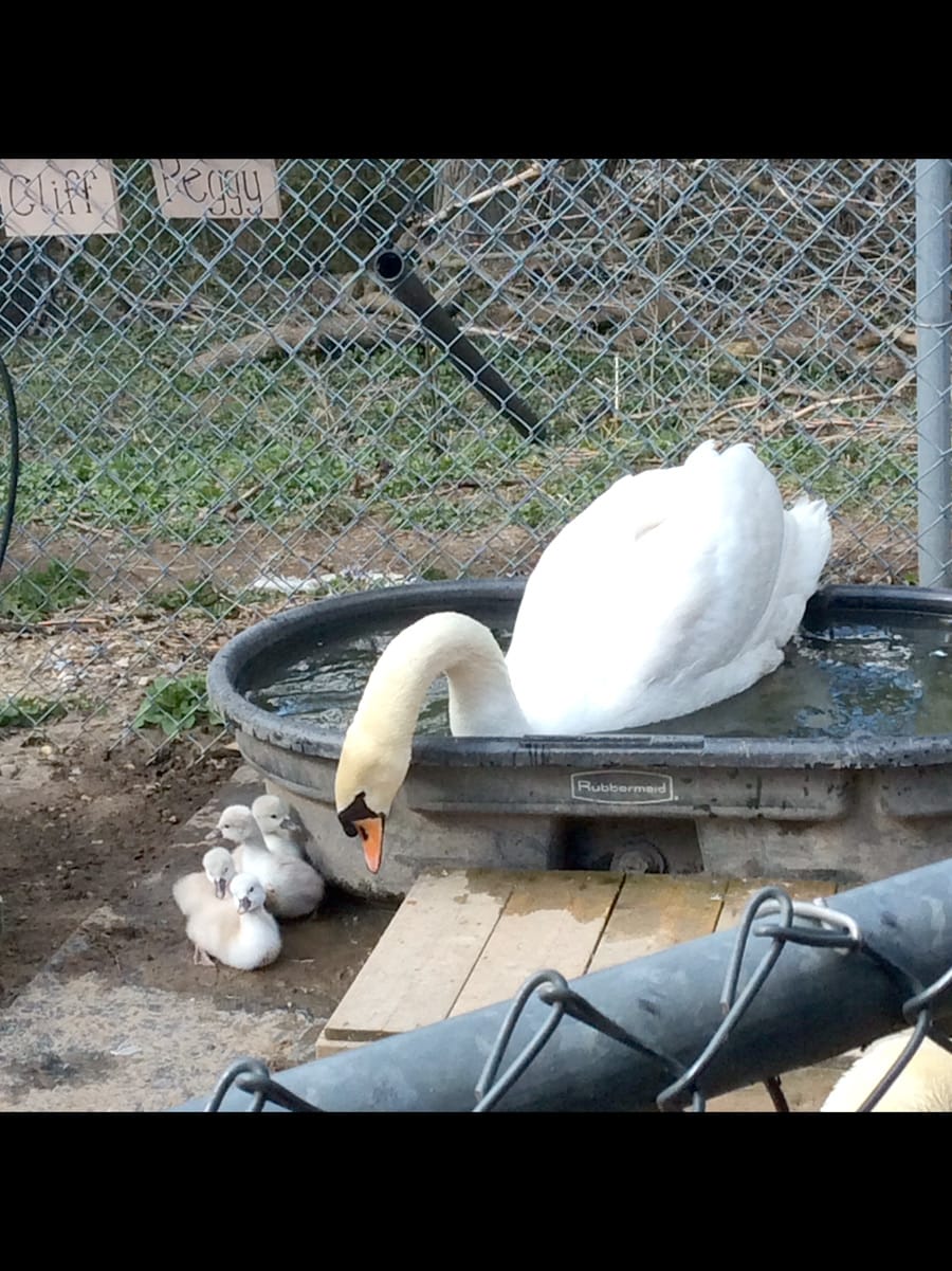A sure sign of spring: Elora swans set  to be released on local waterways