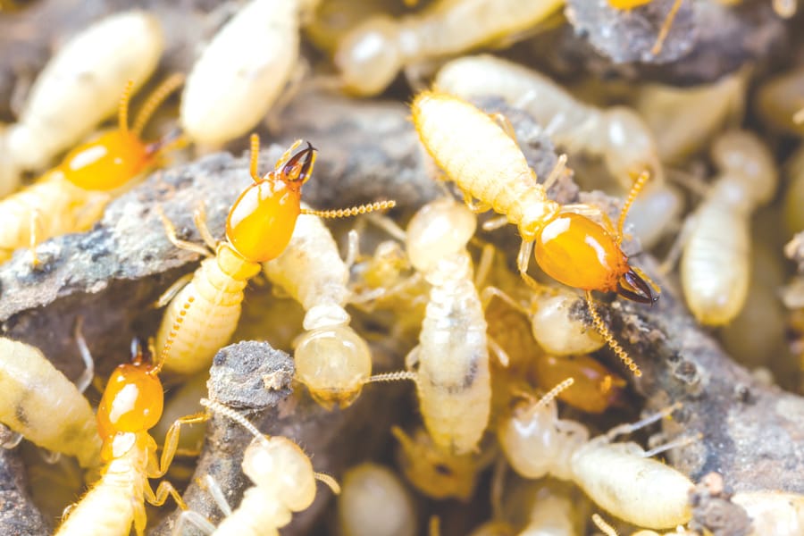 Five-year termite management project will likely cost $1.4 million
