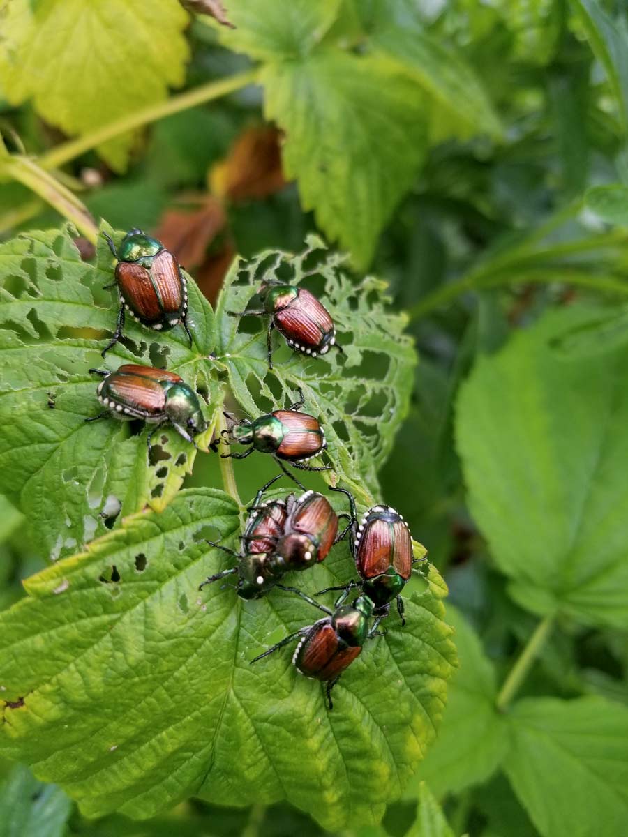 Plant for pest management