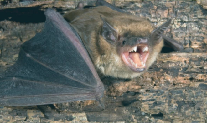 Rabid bat found in neighbouring Dufferin County