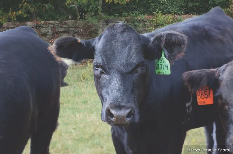 Province, feds announce emergency funding for beef, hog farmers