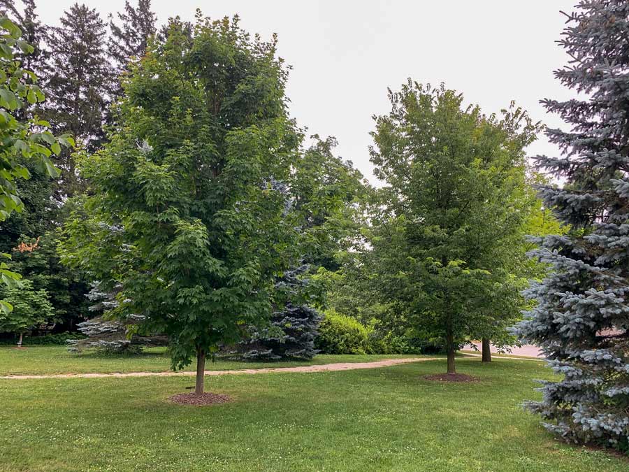 Celebration Tree program winding down