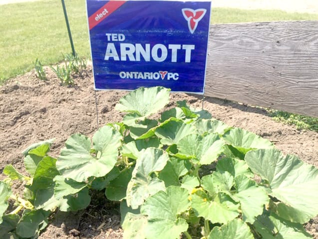 Metz Giant Pumpkin Challenge is heating up with the entrance of Wellington-Halton Hills MPP Ted Arnott