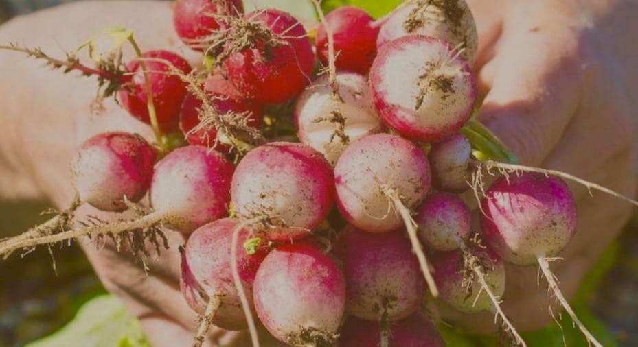 It’s harvest time: Backyard Bounties links consumers to farms and fresh, local food