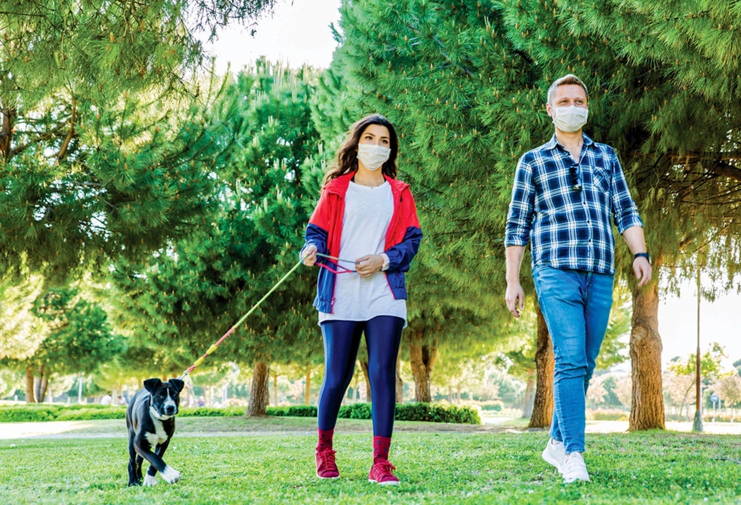 Drayton dog park proposal quashed by council