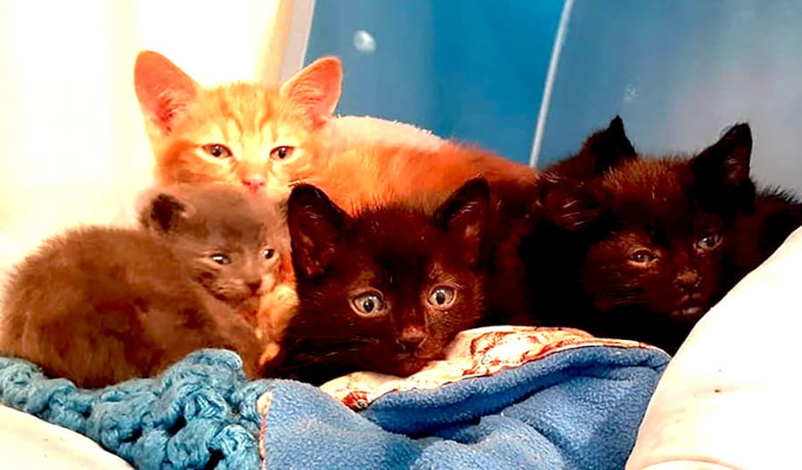 Cats Anonymous seeking donations