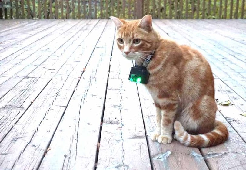 Take a prowl on the wild side: ‘catcams’ illuminating feline outdoor behaviour