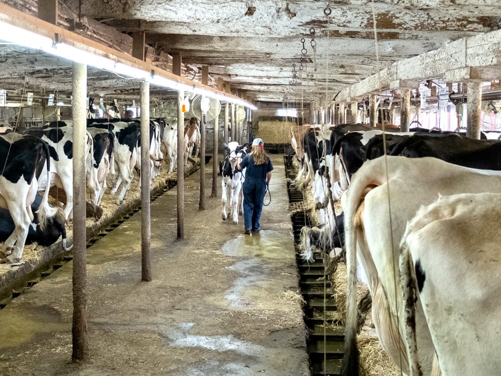 4H dairy club plodding ahead, one hoof at a time