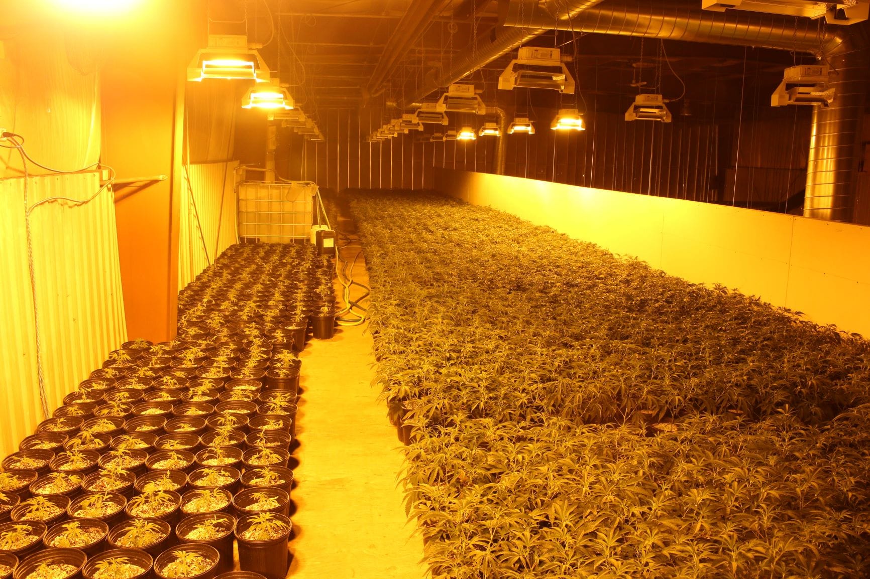 OPP charge four after massive marijuana seizure