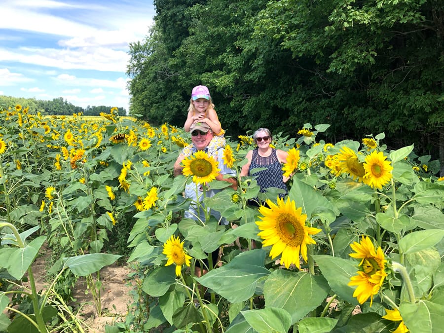 Shine Your Light Sunflower Tour to raise funds for Palmerston hospital