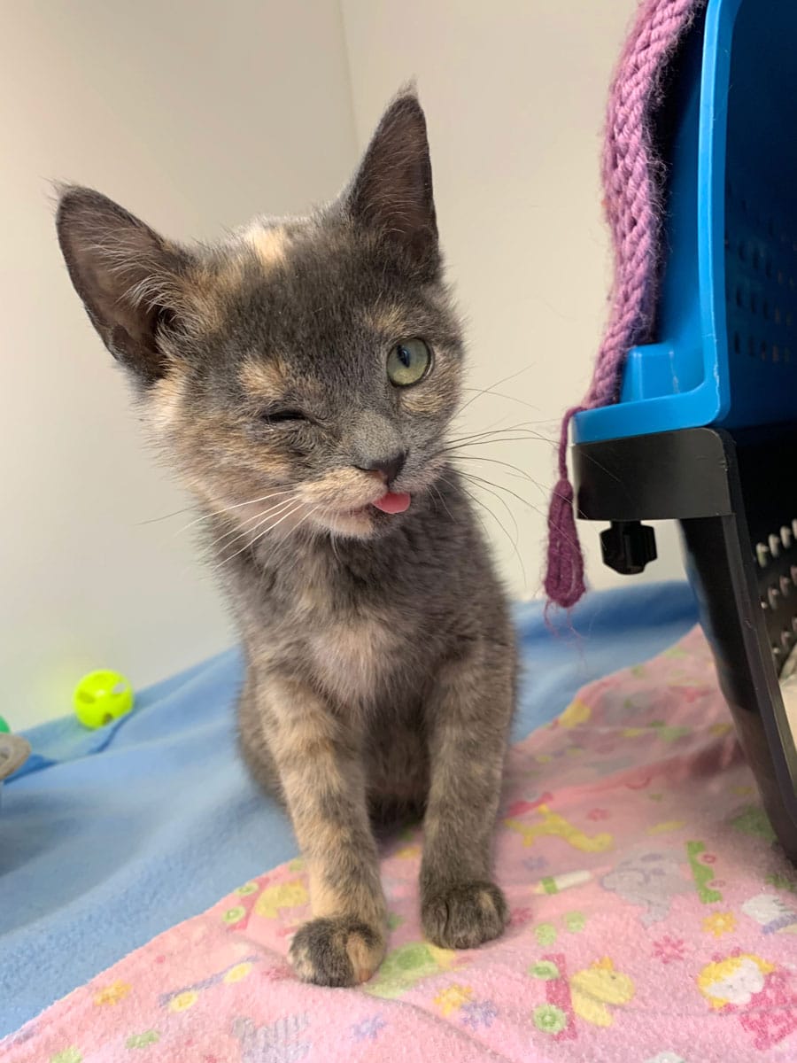 Guelph Humane Society returns to in-person adoptions