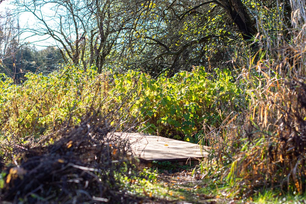 Council hears from group on importance of Pierpoint Park