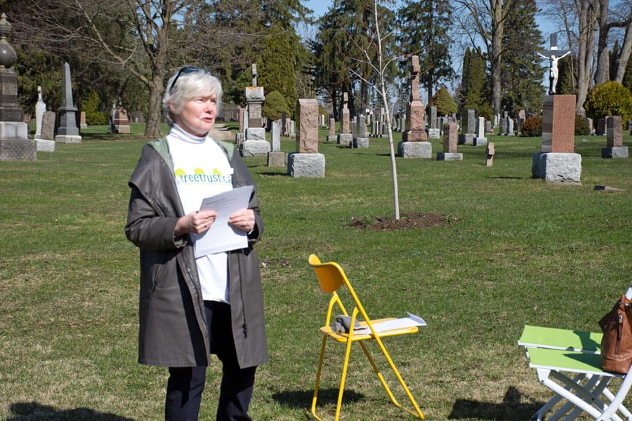 Proper maintenance of old trees has great environmental benefit: Tree Trust