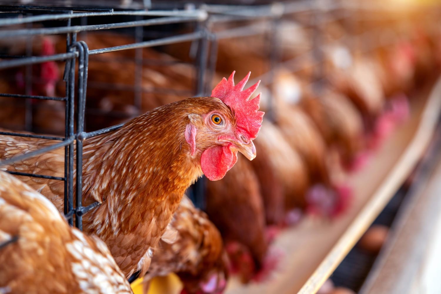 Provincial order bans birds from events to limit spread of avian influenza