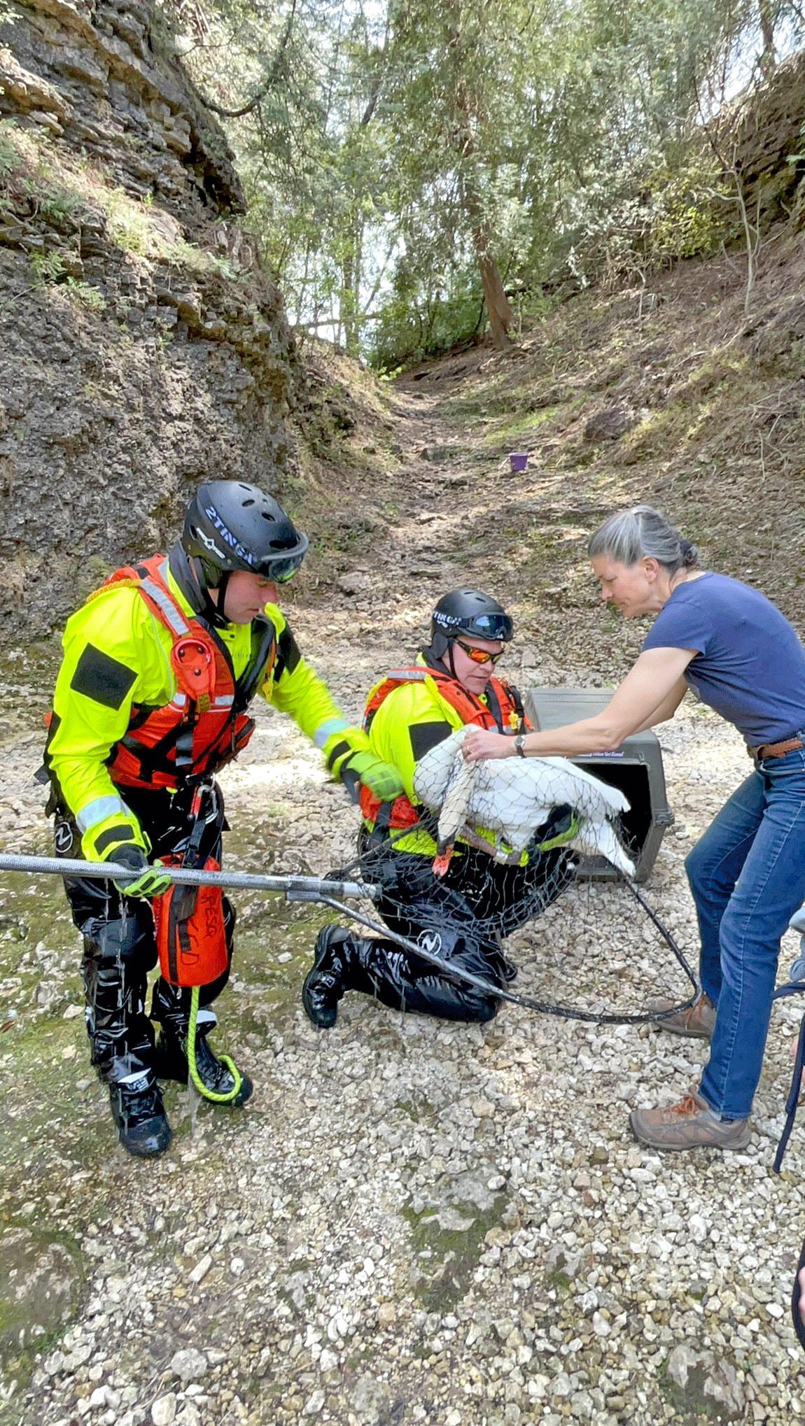 Centre Wellington fire department rescues swan near Tooth of Time