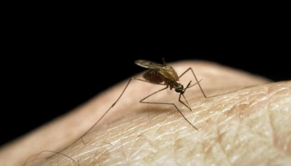 Public health begins regular mosquito larvicide program