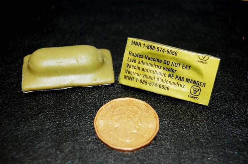 Rabies vaccine baiting to start soon in Wellington County