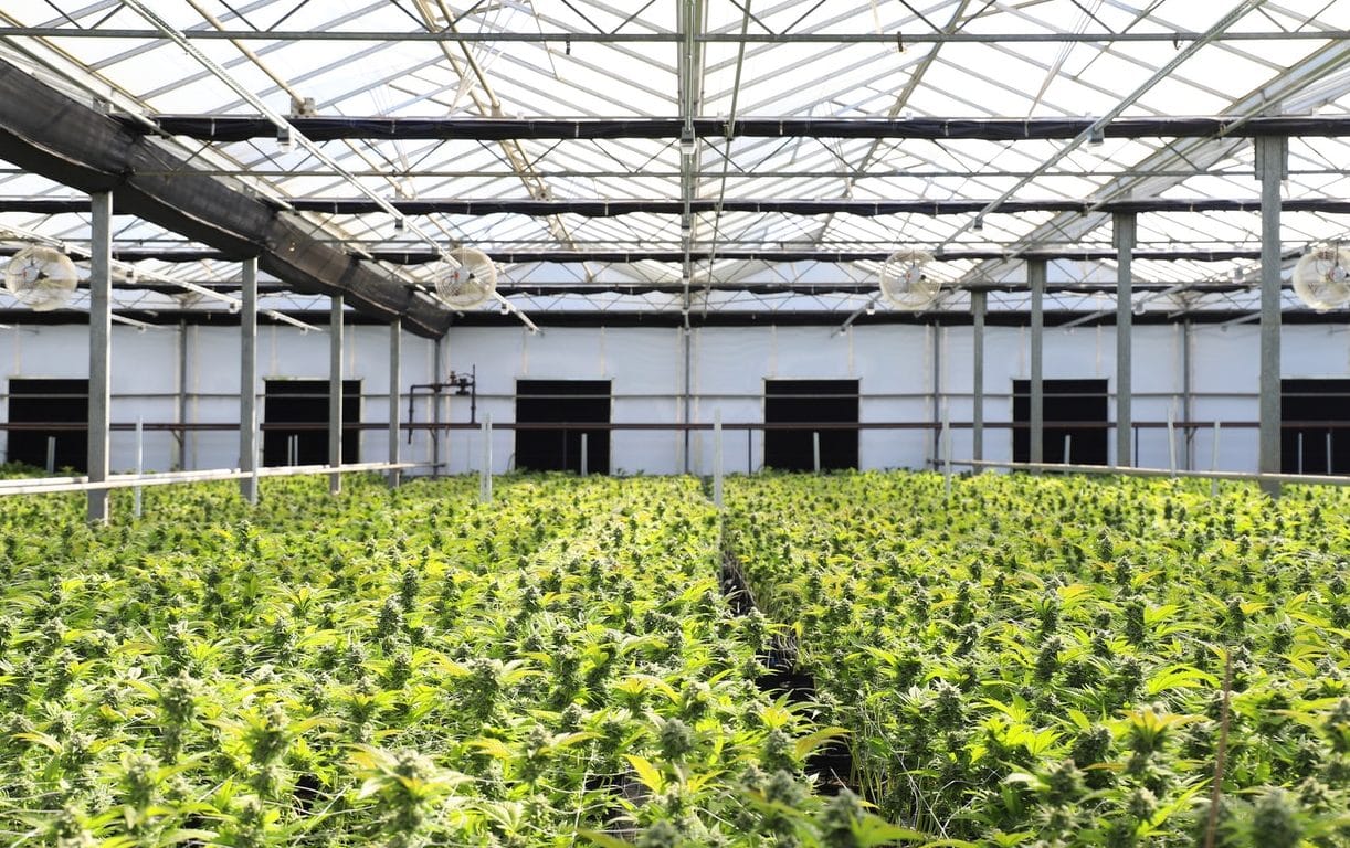 Planning staff present options for regulating cannabis land use in Wellington North