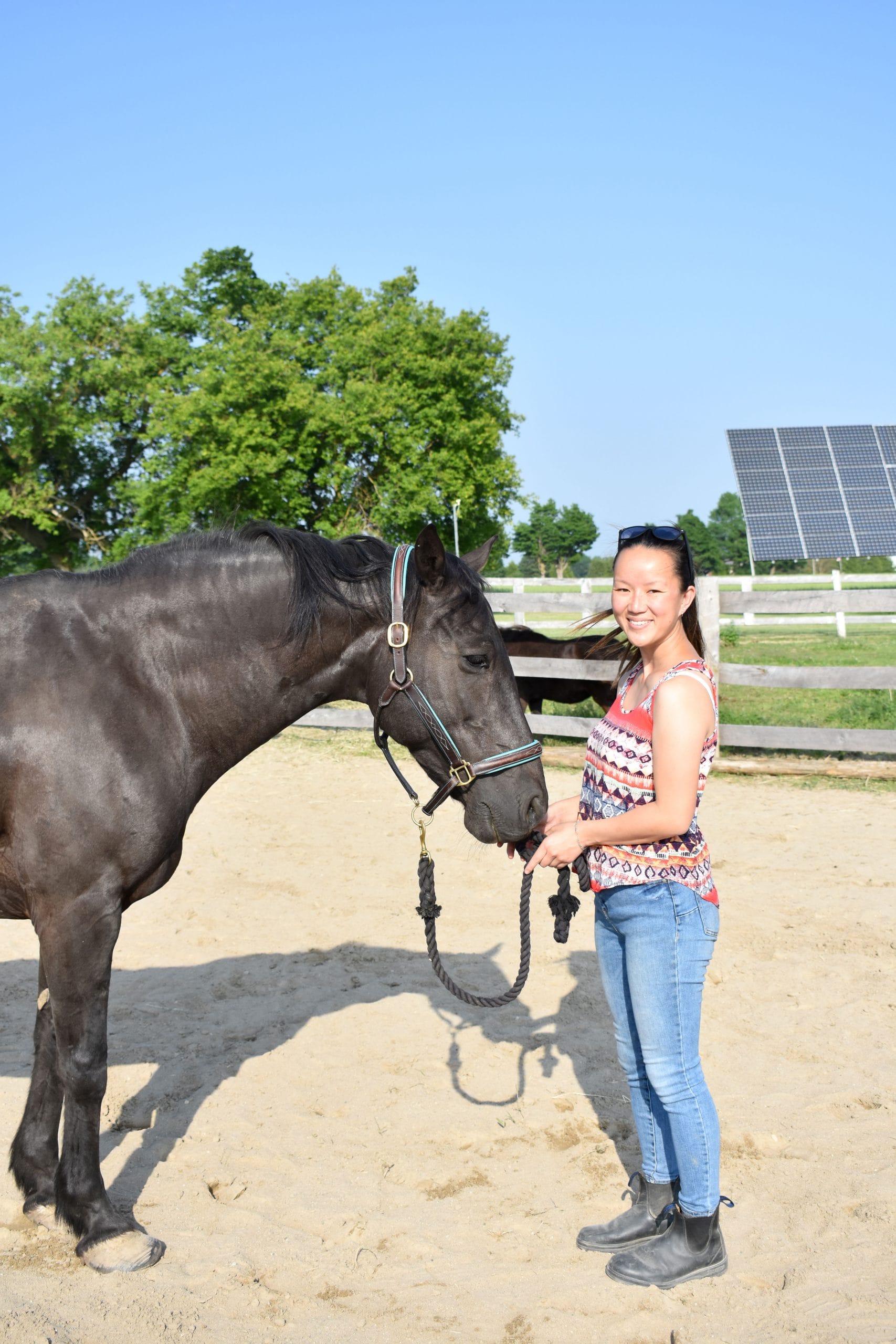 Equine assisted learning brings horses and humans together to learn life skills out of the saddle