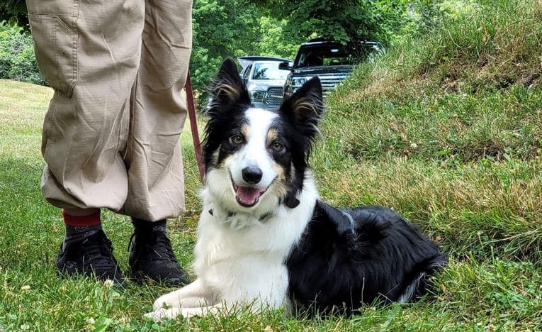 The nose knows: trained and certified dogs helping with cold cases, archeological digs