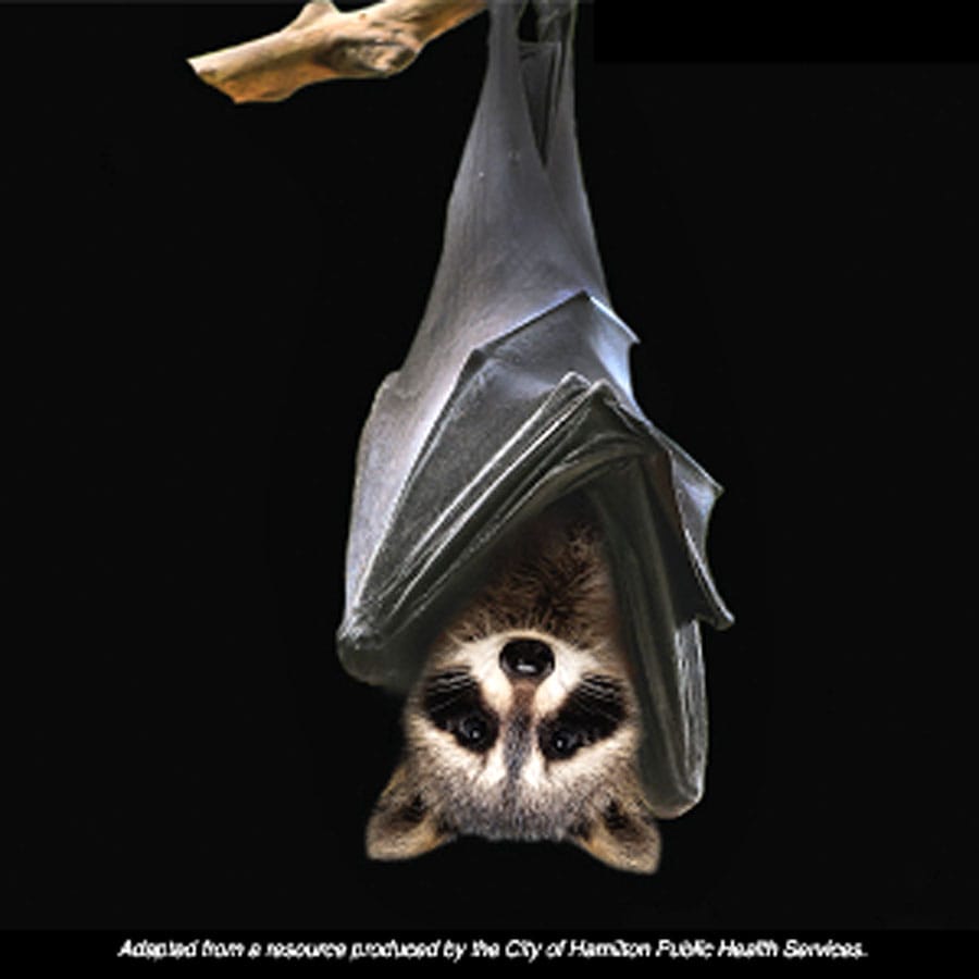 WDG Public Health confirms first rabid bat of 2022
