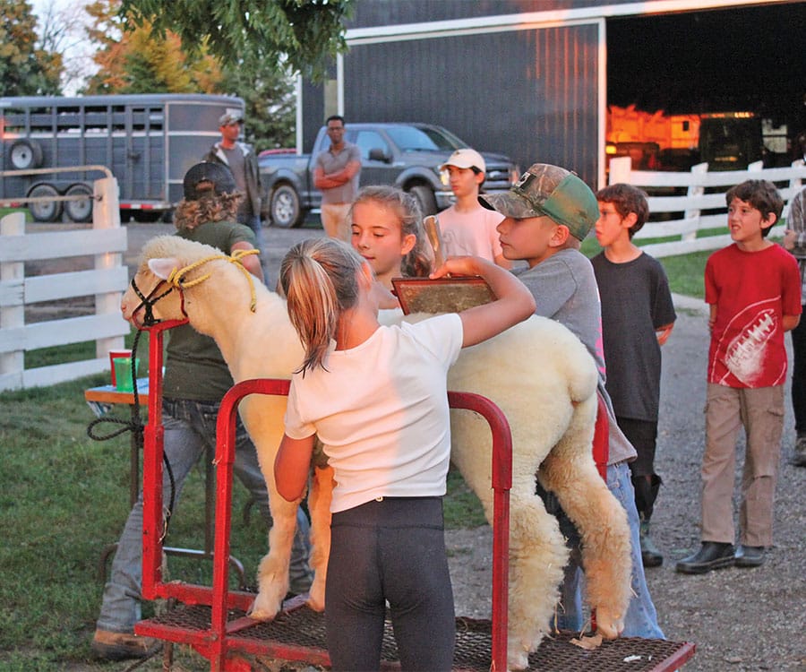 Puslinch 4-H Sheep Club hold mock show to prepare for upcoming Aberfoyle Fall Fair