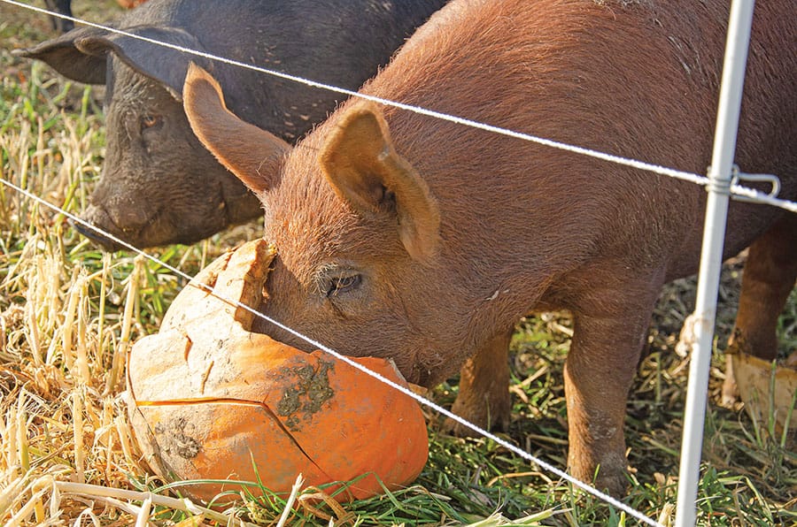 Mapletwiss Farm ‘upcycling’ pumpkins