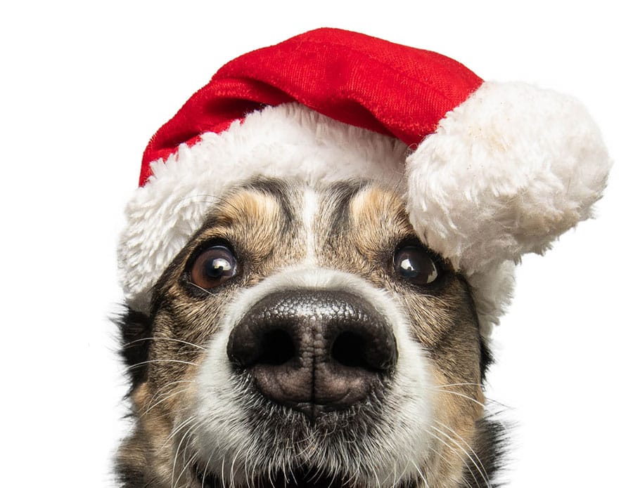 Guelph Humane Society holding adoption event this weekend