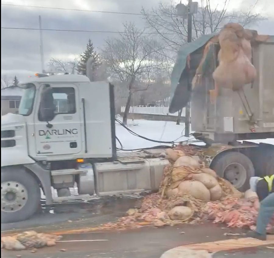 Animal remains spilled across Highway 6