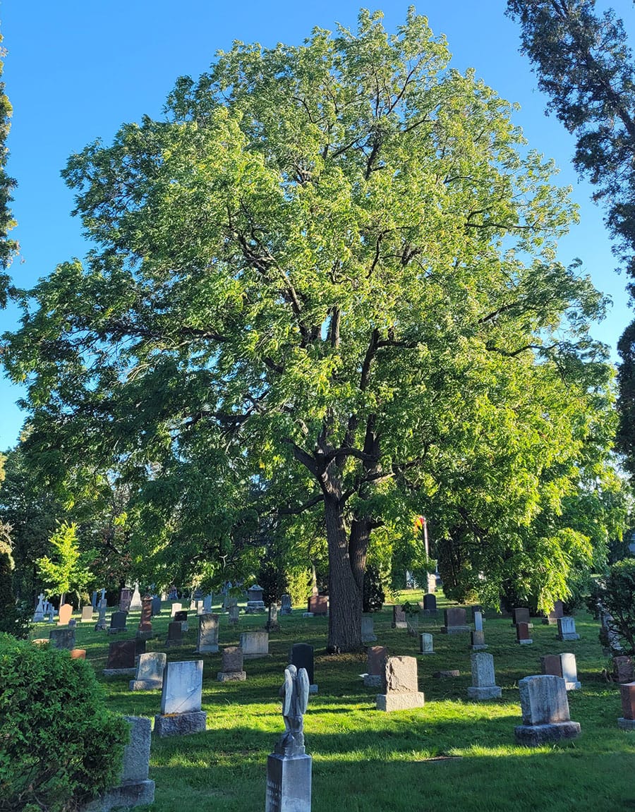 Public invited to watch arborists prune ‘magnificent old black walnut tree’