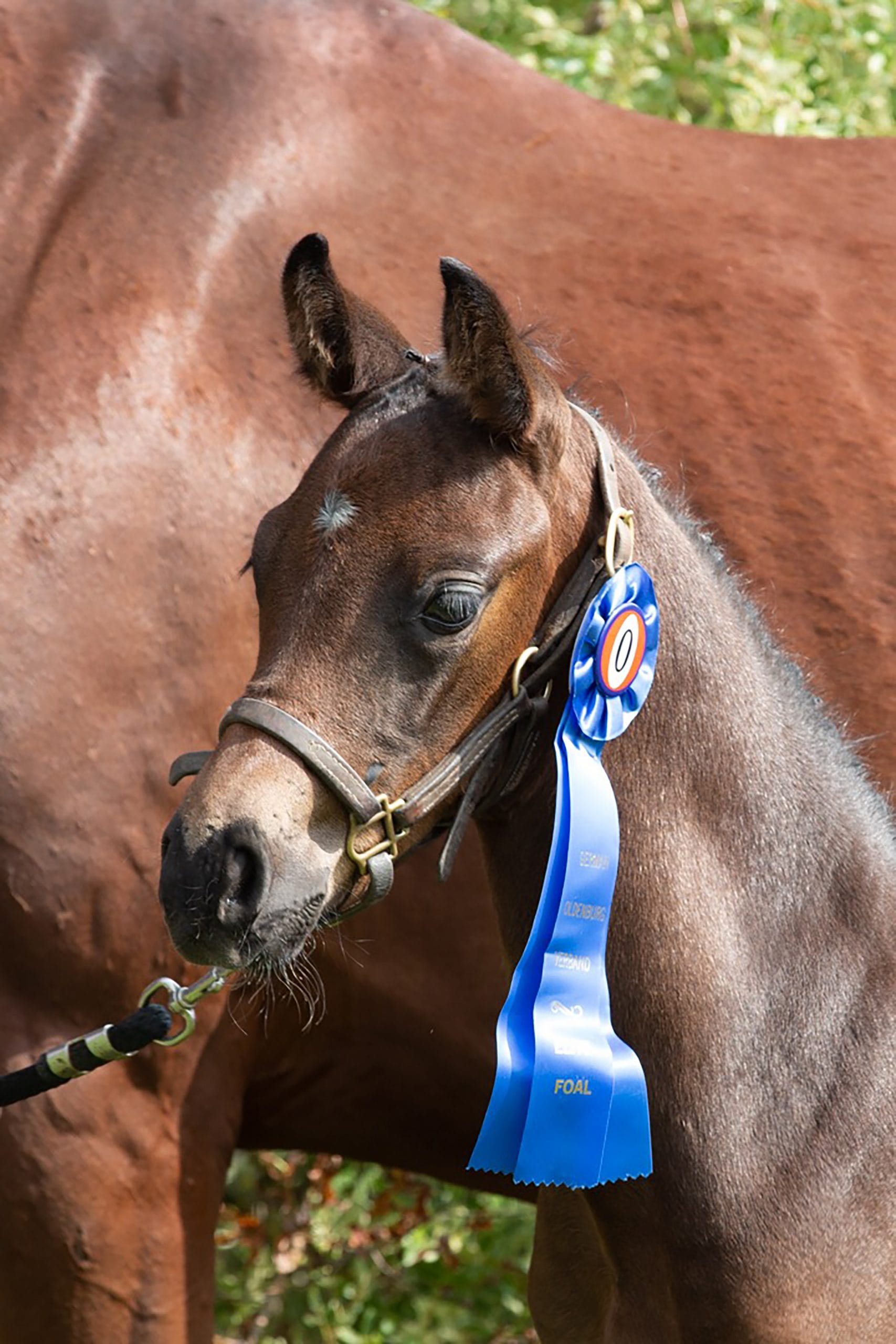 Importing European equine to Canada: a luxury few breeders can afford